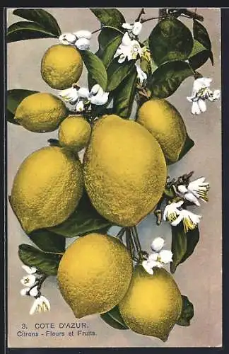 AK Cote D`Azur, Citrons, Fleurs et Fruits