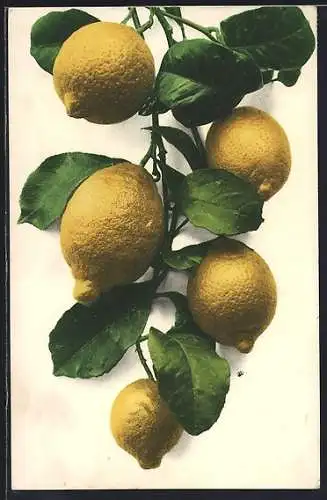AK Ein Zweig mit fünf Zitronen