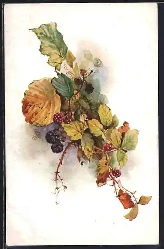 Künstler-AK Zweig eines Brombeerstrauches mit Brombeeren