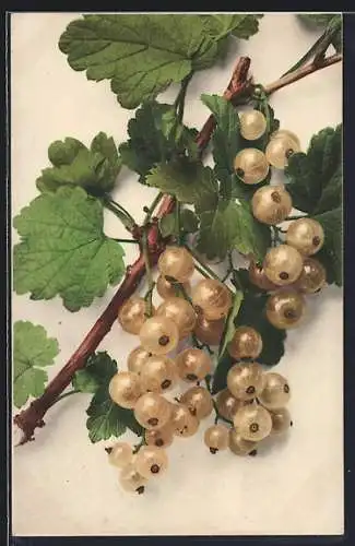AK Stachelbeeren an einem Zweig