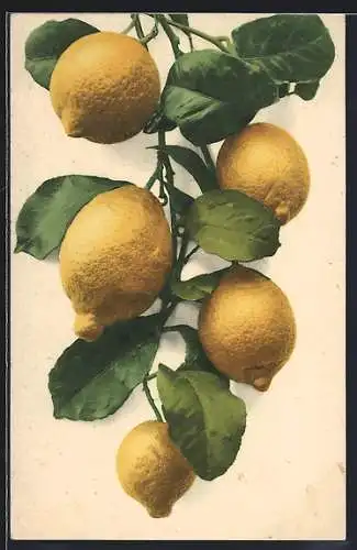 AK Zweig mit fünf Zitronen