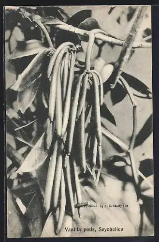 AK Seychelles, Vanilla pods