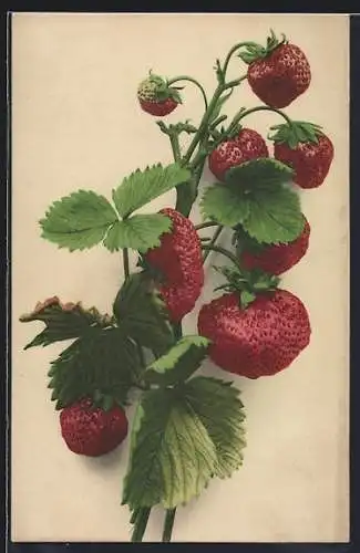 AK Rote Erdbeeren an einer Pflanze