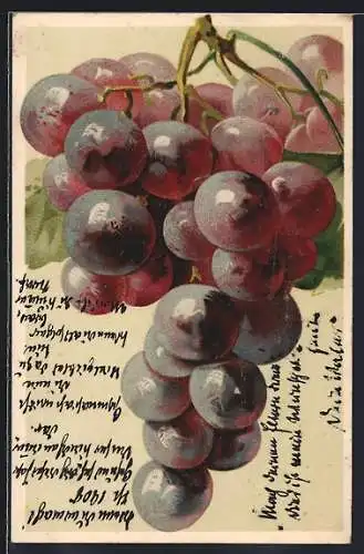 Künstler-AK Rote Weintrauben an der Rebe