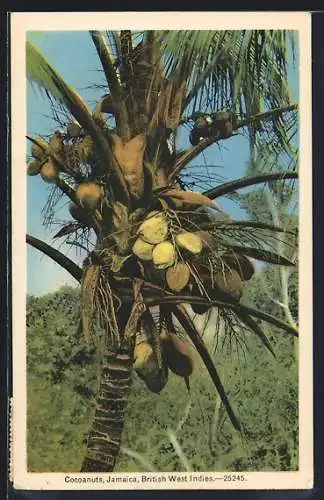 AK Jamaica /British West Indies, Coconuts