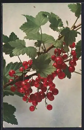 AK Rote Johannisbeeren am Strauch