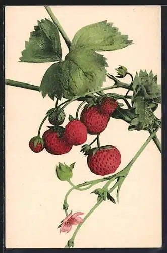 AK Erbeeren und Blüten an einem Zweig