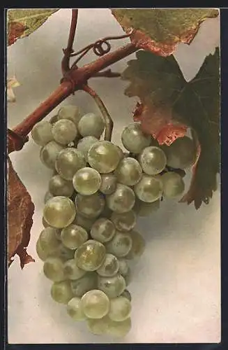 AK Grüne Trauben an der Rebe
