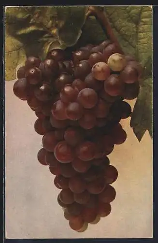 AK Trauben an der Rebe