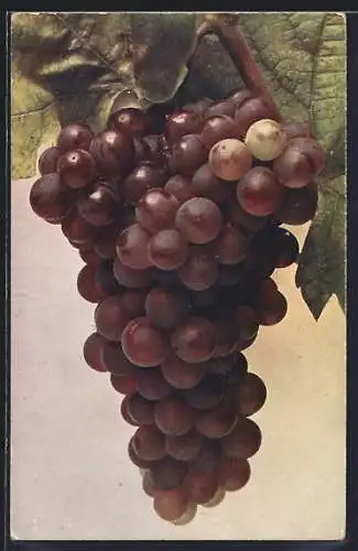AK Trauben an der Rebe