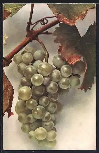 AK Grüne Trauben an der Rebe