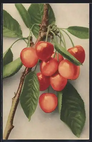 AK Kirschen am Zweig