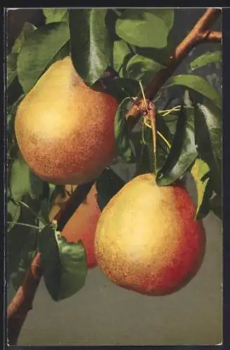AK Drei Birnen am Baum