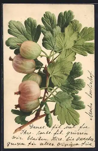 AK Stachelbeeren am Zweig eines Strauches