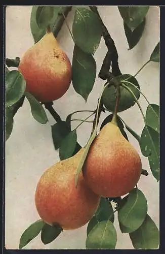 AK Drei Birnen am Baum