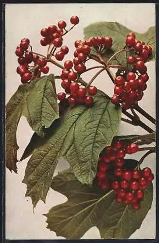 AK Johannisbeeren an einem Strauch