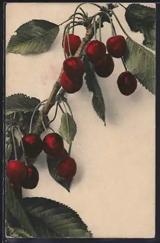 AK Rote Kirschen an einem Zweig