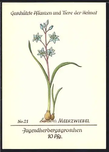 Künstler-AK Meerzwiebel, Geschützte Pflanzen und Tiere der Heimat