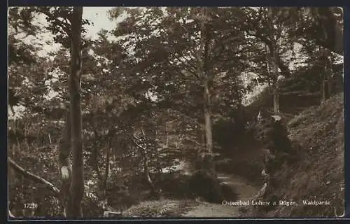 AK Lohme a. Rügen, Waldpartie im Sonnenlicht