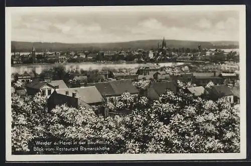 AK Werder a. Havel, Blick vom Restaurant Bismarckhöhe bei Baumblüte