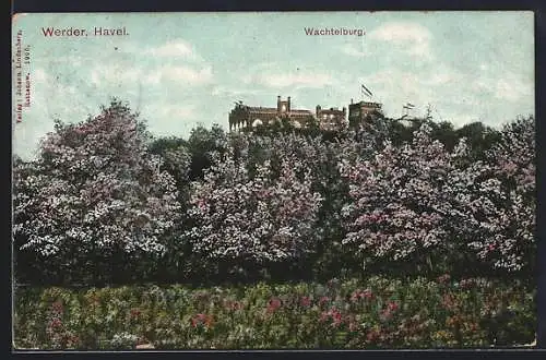 AK Werder /Havel, Wachtelburg bei Baumblüte