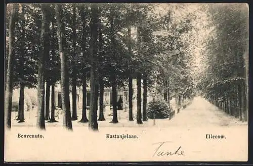 AK Ellecom, Benvenuto, Kastanjelaan