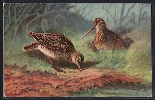 Künstler-AK Common Snipe, Schnepfen auf Futtersuche