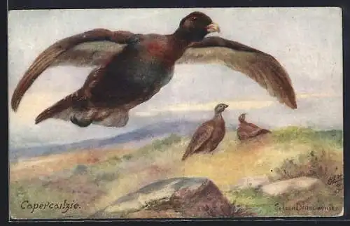 Künstler-AK The Capercailizie (Tetrao urogallus), Auerhuhn