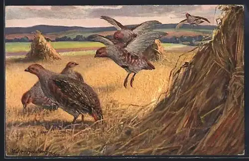 AK Vögel landen beim Stroh