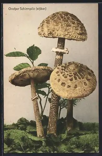 AK Gruppe von drei Pilzen, Parasole