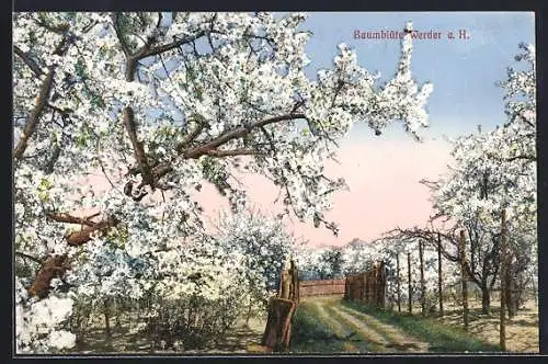 AK Werder / Havel, Idyllischer Blütenweg zur Baumblüte