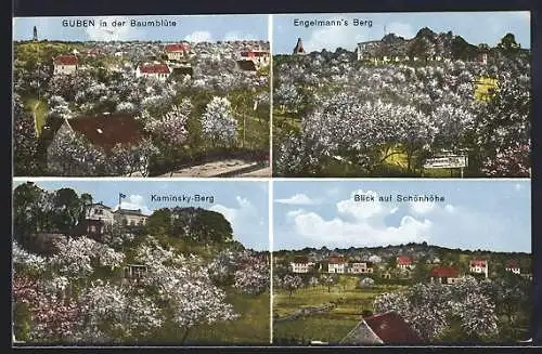 AK Guben, Kaminsky-Berg, Engelmann`s Berg, Ortsansicht in der Baumblüte