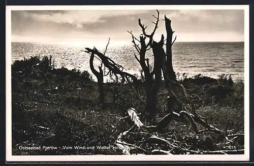 AK Prerow, Blick auf das Meer