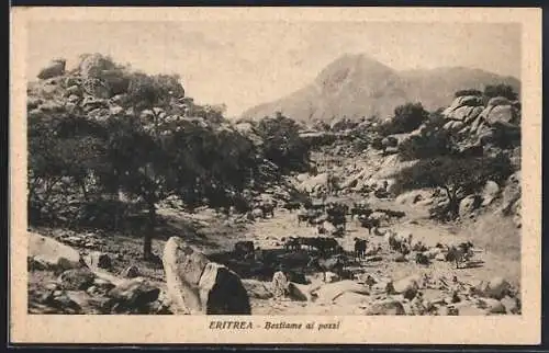 AK Eritrea, Bestiame ai pozzi