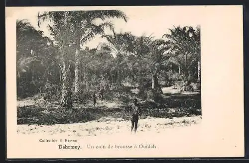 AK Dahomey, Un coin de brousse a Ouidah