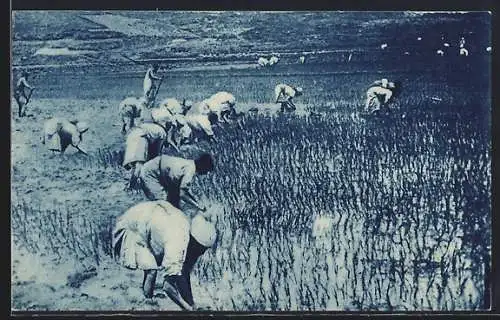 AK Madagascar, La Repiquage du Riz