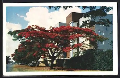 AK Salisbury, Baum in voller Blüter
