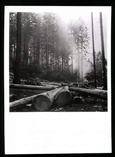 Fotografie Affaires Culturelles, Ansicht Vogesen / Vosges, Baumstämme nach Fällarbeiten im Wald liegend