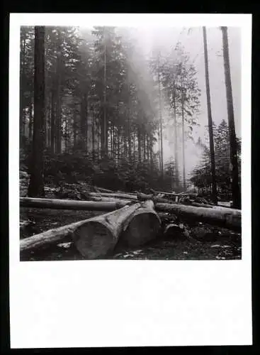 Fotografie Affaires Culturelles, Ansicht Vogesen / Vosges, Baumstämme nach Holzfäller arbeiten am Waldrand