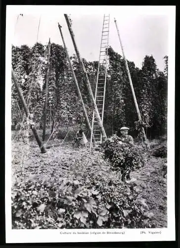 Fotografie Viguier, Ansicht Strasbourg, Culture du Houblon, Hopfenbauer bei der Ernte