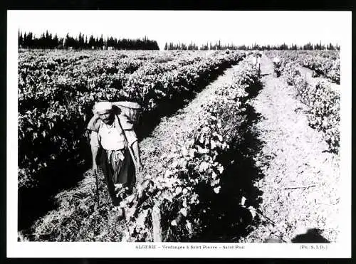 Fotografie S. I. D., Ansicht Saint Paul / Algerien, algerischer Bauer bei der Weinlese / Weinernte