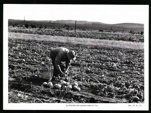Fotografie La recolte des melons dans le Var, Bauer erntet Melonen