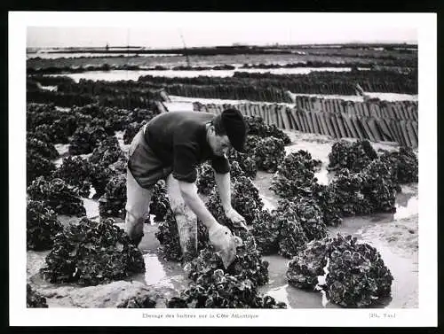 Fotografie Elevage des huitres sur laq Cote Atlantique, Austernfischer Pflegt seine Austernbank