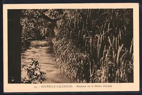 AK Nouvelle-Calédonie, Pendanus sur la Rivière Moindah