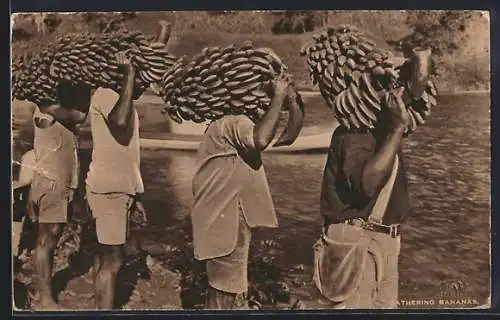 AK Fiji, Gathering Bananas