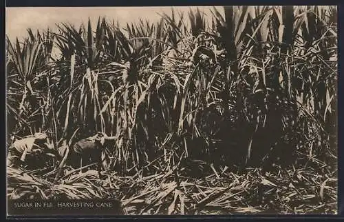 AK Fiji, Harvesting Sugar Cane