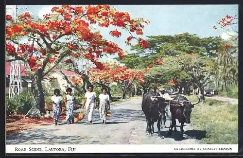 AK Lautoka /Fiji, Road Scene with Two Oxen