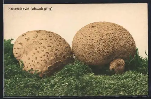 AK Zwei Kartoffelboviste im Moos