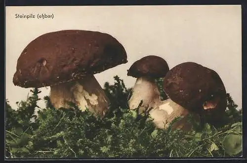 AK Drei Steinpilze im Moos