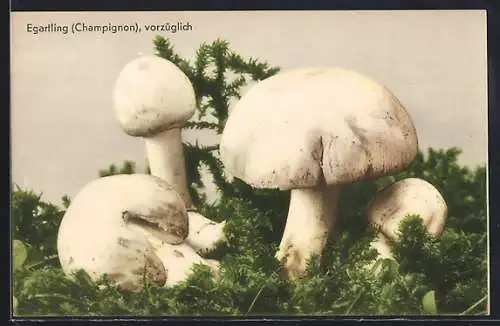AK Pilz, essbare Champignons